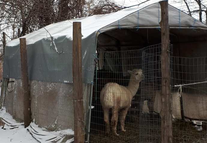 Alpaca shelter tarps